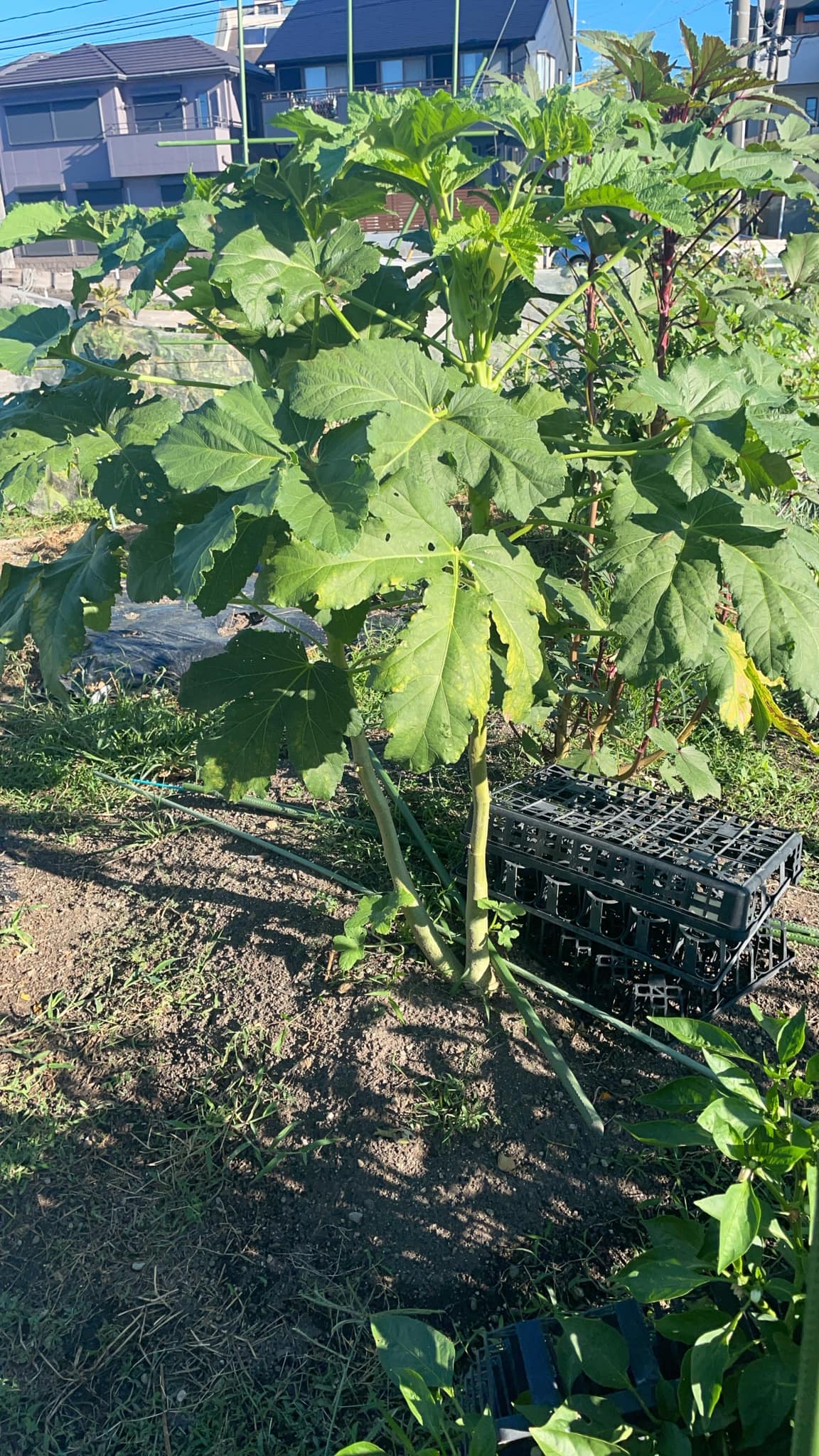 (野菜)あそびばHan farm♪講習会のお知らせ